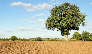 DAVACILARIN ZİLYETLİĞİNDE BULUNDUĞUNU BELİRTEREK TAŞINMAZIN DAVACILAR ADINA TAPUYA TESCİLİ İÇİN ARAZİNİN BAKIMINA DİKKAT EDİLİR