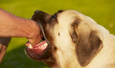 KÖPEK TARAFINDAN ISIRILMA NEDENİYLE TAZMİNAT İSTEMİ - ORTAK KUSUR İNDİRİMİ - MANEVİ TAZMİNATIN MİKTARI