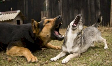 KÖPEĞİN DİĞER BAĞIMSIZ BÖLÜM MALİKLERİNE RAHATSIZLIK VERDİĞİNE İLİŞKİN VARSA TARAF DELİLLERİ TOPLANIP KEŞİF YAPILARAK SOMUT VERİLERE (KÖPEĞİN CİNSİ, ETRAFA RAHATSIZLIK VERİP VERMEDİĞİ, SALDIRGAN OLUP OLMADIĞI, YARATTIĞI GÜRÜLTÜ SEVİYESİ VS HUSUSLARIN BELİRLENMESI) ULAŞILMASI, TANIK IFADELERINE BAŞVURULMASI AKABINDE KARAR VERILMESI GEREKIR