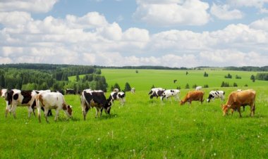 MERALAR ÖZEL MÜLKİYETE KONU OLAMAZ-ZAMANAŞIMI İLE ZİLYETLİK KAZANILAMAZ