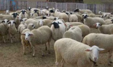 HIRSIZLIK SUÇU DEĞİL SUÇ EŞYASINI SATIN ALMA SUÇU OLUŞUR-HAYVAN HIRSIZLIĞI