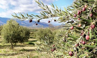 ZEYTİN AĞAÇLARINA ZARAR VERMEK MANEVİ TAZMİNAT GEREKTİRMEZ