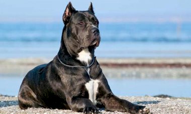 KÖPEK ISIRMASI SONUCU YÜZÜNDE SABİT İZ KALAN KİŞİ, İLERİDE YAPTIRACAĞI ESTETİK OPERASYONUN BEDELİNİ KÖPEK SAHİBİNDEN İSTEYEBİLİR