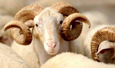 KURBAN BAYRAMI HAKKINDA TEDBİRLER RESMİ GAZETE'DE YAYIMLANDI