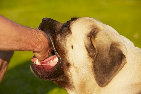 KÖPEK TARAFINDAN ISIRILMA NEDENİYLE TAZMİNAT İSTEMİ - ORTAK KUSUR İNDİRİMİ - MANEVİ TAZMİNATIN MİKTARI