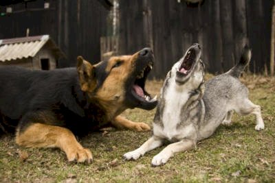 DÜKKANIN KAPISINDA KÖPEKLERİN HAVLAMASI NETİCESİNDE HAVAYA RUHSATLI SİLAHINI SIKAN KİŞİ SUÇ İŞLER