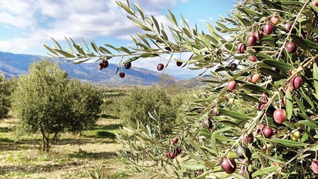 ZEYTİN AĞAÇLARINA ZARAR VERMEK MANEVİ TAZMİNAT GEREKTİRMEZ