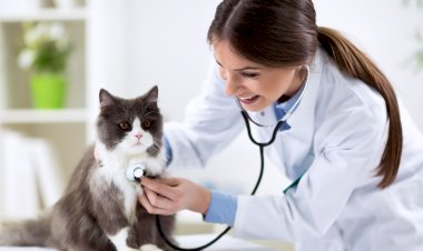 HAYVAN HASTALIKLARINDA TAZMİNAT YÖNETMELİĞİNDE DEĞİŞİKLİK