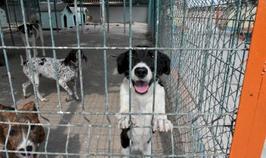 HAYVAN BARINAĞI YAPILACAK YERDE KARŞILAŞILACAK SORUNLARA KARŞI NE ŞEKİLDE TEDBİR ALINMASI GEREKTİĞİ BİLİRKİŞİ RAPORUNDA YER ALMALIDIR