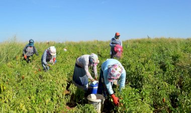TARIM İŞLERİNDE SÜREKSİZ OLARAK ÇALIŞANLAR TALEPLERİ HALİNDE SİGORTALI KABUL EDİLEBİLİRLER