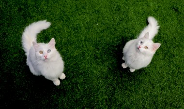 SİTE BAHÇESİNDE 'KEDİ BAKMA' KAVGASINDA EMSAL KARAR