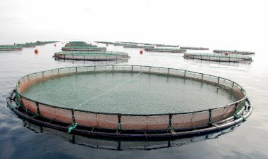 KİLOMETRELERCE SAHİLİ KAPATACAK BALIK ÇİFTLİKLERİNE DANIŞTAY KARARI