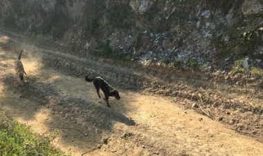 BAKIMA MUHTAÇ 17 KÖPEĞİ ÖLÜME TERK EDEN BELEDİYEYE CEZA