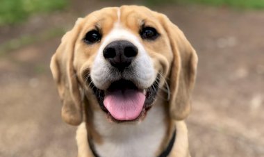 KÖPEĞE TEKME ATANA 4 AY HAPİS CEZASI!