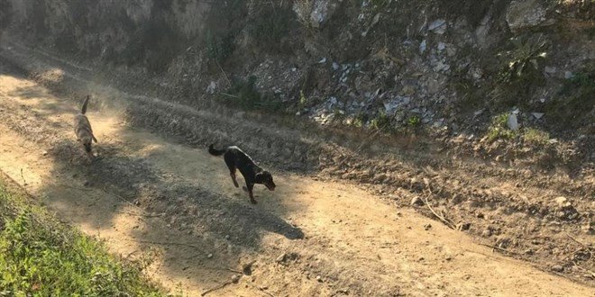 BAKIMA MUHTAÇ 17 KÖPEĞİ ÖLÜME TERK EDEN BELEDİYEYE CEZA