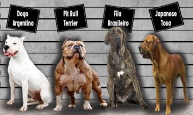 BU KÖPEKLERİ SAHİPLENEN 11 BİN LİRA CEZA ÖDEYECEK!