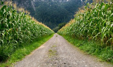 GEÇİT HAKKI KURULMASI İSTEMİ - UYGUN GÜZERGAHIN SAPTANMASI - YÜZÖLÇÜMÜ EN BÜYÜK TAŞINMAZIN SEÇİLMESİ