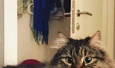 MAHKEME 'KEDİLERİN VELAYETİ' DAVASINDA KEDİLERİN PSİKOLOJİSİNİ DE GÖZETTİ