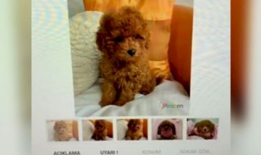 KÖPEK DOLANDIRICILIĞINA 10 YIL HAPİS İSTEMİ