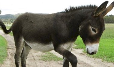 YARGITAY, EŞEĞİN 'BÜYÜKBAŞ HAYVAN' KABUL EDİLMESİNİ UYGUN BULDU