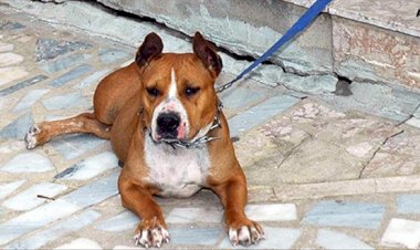 YARGITAY'DAN 'PİTBULL SALDIRISI' KARARI: 500 LİRALIK CEZA BOZULDU