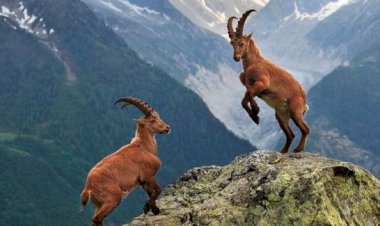 DANIŞTAY, YABAN KEÇİSİ AVLATTIRILMASI İHALESİNE 'DUR' DEDİ