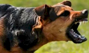 YARGITAY SON NOKTAYI KOYDU: ESTETİK MASRAFLARINI KÖPEĞİN SAHİBİ ÖDER