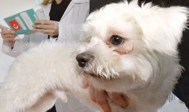 ÇIP TAKTIRMAYAN HAYVAN SAHIPLERINE 6 BIN 72 LIRA CEZA!